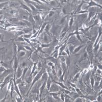 MC3T3-E1 Subclone 14细胞、MC3T3-E1 Subclone 14细胞株、MC3T3-E1 Subclone 14细胞系