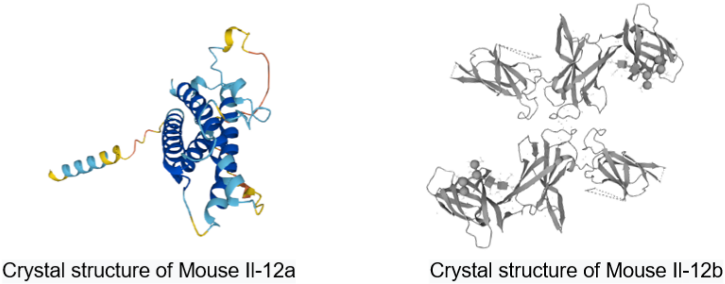 欣博盛产品推荐｜Mouse IL-12p70 ELISA试剂盒