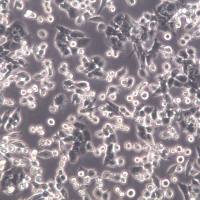 LLC细胞、LLC细胞株、LLC细胞系