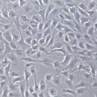 BRL大鼠肝细胞、BRL细胞