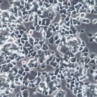 PC-12未分化、PC12大鼠肾上腺嗜铬细胞瘤细胞(未分化)、PC-12细胞