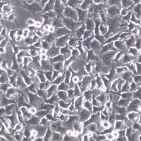 LTPA细胞、LTPA细胞株、LTPA细胞系