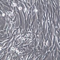 BHK-21细胞、BHK-21细胞、BHK-21细胞系