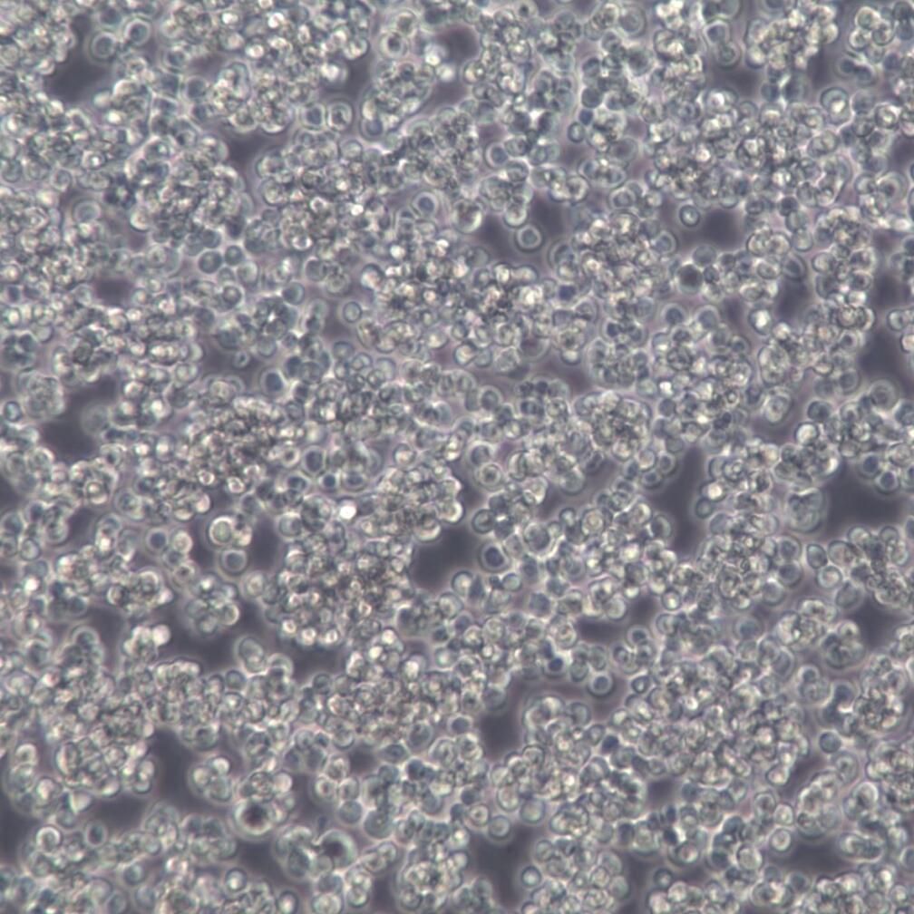 A20细胞株、A20细胞、A20细胞系