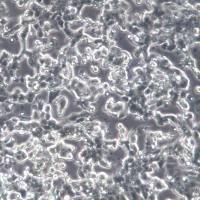 3LL细胞、3LL细胞株、3LL细胞系