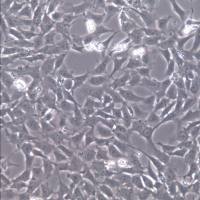 MPC-5细胞、MPC-5细胞株、MPC-5细胞系