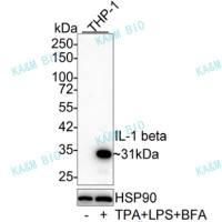 5-Hydroxymethylcytosine (5-hmC) Mouse mAb(重组鼠单抗)WB,IHC-P,IF-Cell,Dot Blot,ELISA,MeDIP