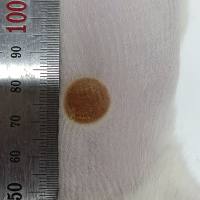 动物实验丨大鼠烫伤动物模型