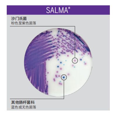 梅里埃显色培养基-SALMA 沙门氏菌显色培养基