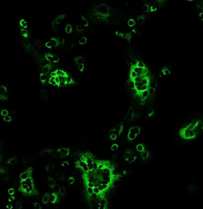 PEDV-N蛋白，S蛋白单抗免费试用装申请活动开始啦