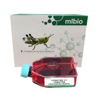 大鼠脂肪干细胞-RFP/大鼠脂肪干细胞-红色荧光蛋白标记(免疫荧光)