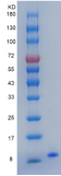 Recombinant Human EGF Protein（