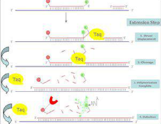 实时荧光定量PCR(qPCR)技术必看干货分享