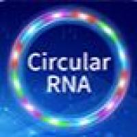 环形RNA合成