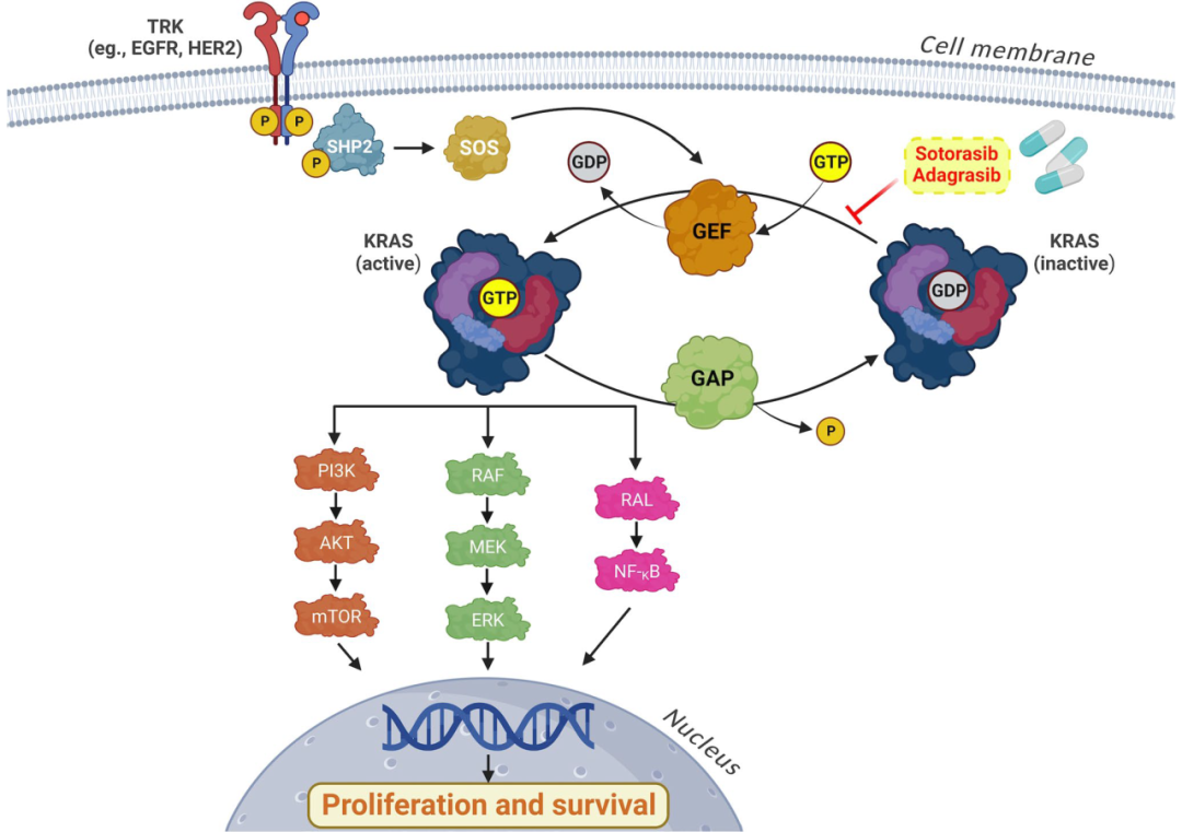 KRAS G12C：十年成药之路，医药界的荣耀与挑战