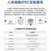 人多潜能干细胞（hiPSC）技术服务总览