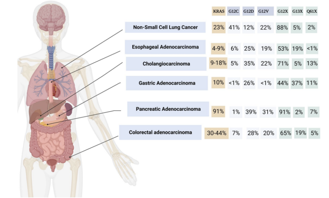 KRAS G12C：十年成药之路，医药界的荣耀与挑战