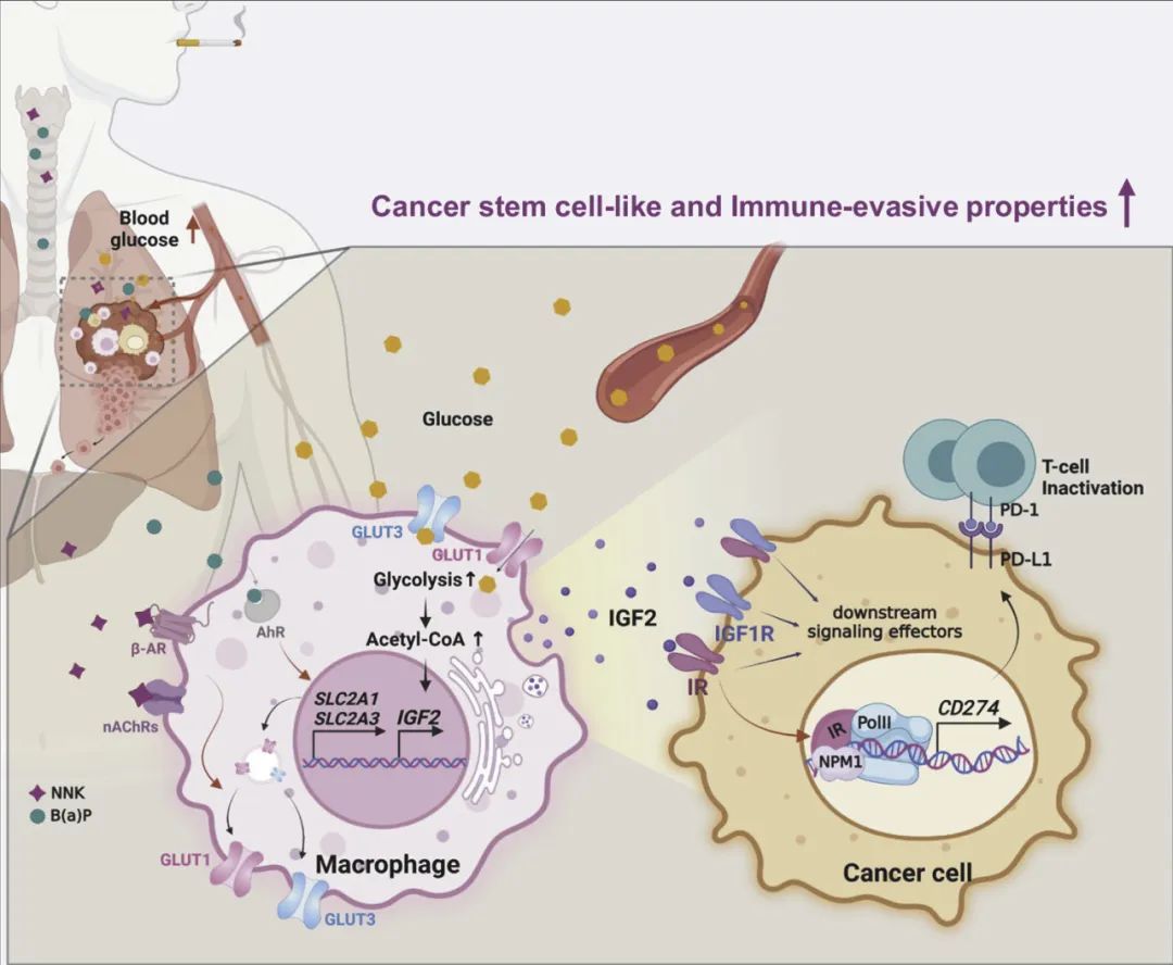吸烟如何影响肺癌？Nature子刊揭示细胞因子IGF2的新角色
