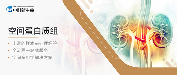 KIDNEY INT（IF14.8）丨肾脏病顶刊！空间蛋白成像揭示ApoE蛋白有望成为C3肾小球病诊断标志物