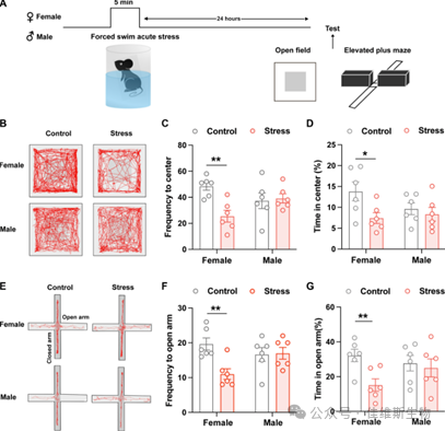 Science Advances | 调控焦虑行为中性别导致焦虑差异的关键环路