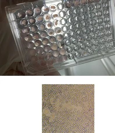 “酶”力全开，不惧高盐，解决核酸残留困扰