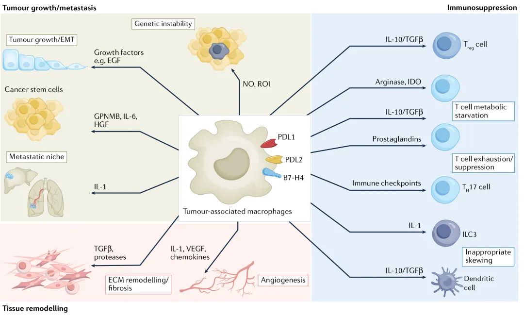 吸烟如何影响肺癌？Nature子刊揭示细胞因子IGF2的新角色