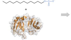 一文说透Native-PAGE