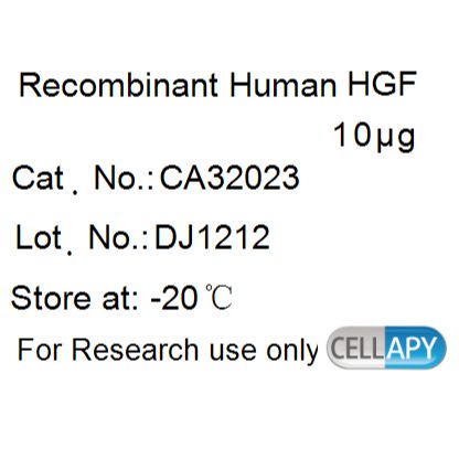 Recombinant Human HGF
