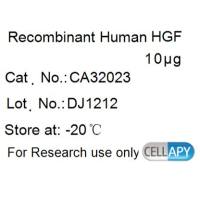 Recombinant Human HGF