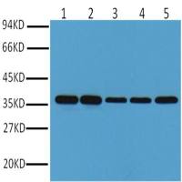 Nuclei/CRWN1 Mouse mAb(Clone:235-1)