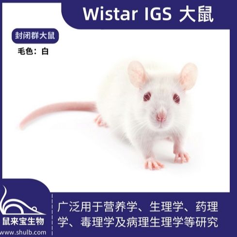 Wistar IGS大鼠