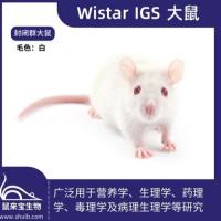 Wistar IGS大鼠