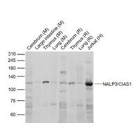 Angiogenin/ANG Rabbit pAb