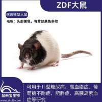 ZDF大鼠（糖尿病模型）