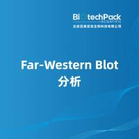 Far-Western Blot分析