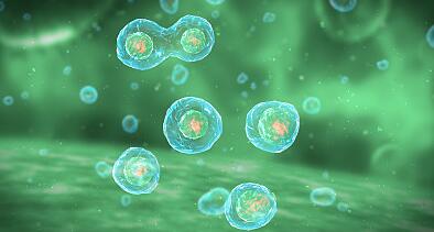 原代细胞分离培养技术综述