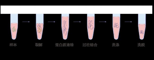 实验操作 | 质粒构建、转化、提取、鉴定、转染、测定(完整版)| MedChemExpress (MCE)