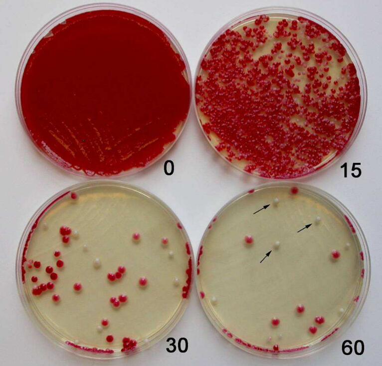 人纤维连接蛋白