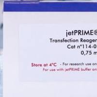 Cellfectin™ II 昆虫细胞杆状病毒 DNA, 质粒 DNA转染试剂