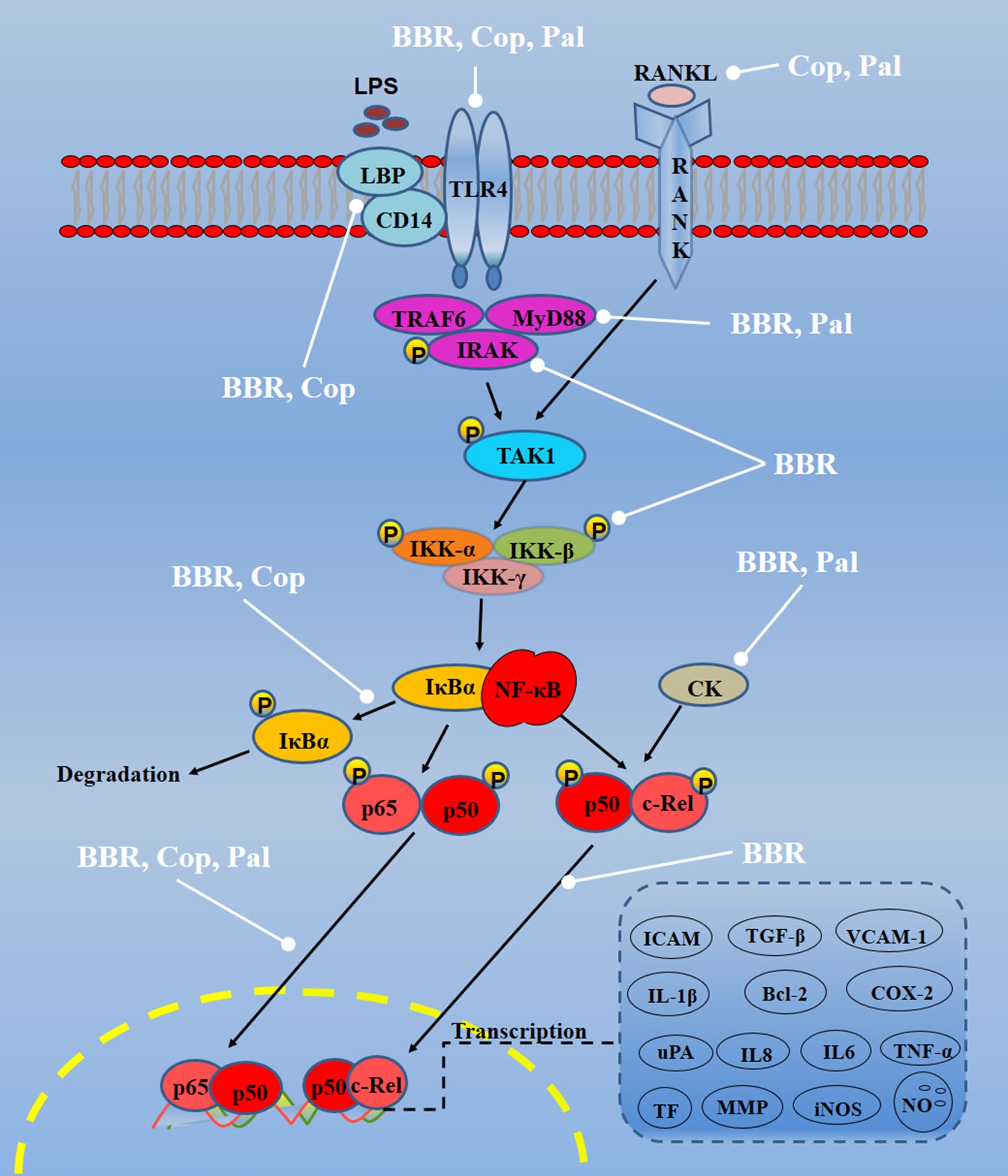 ​NF-κB信号通路