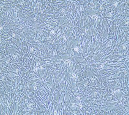 TCMK-1 小鼠肾小管上皮细胞传代/复苏技巧