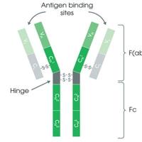 Angiomotin/AMOT多克隆抗体WB,ICC/IF,FCM,ELISA