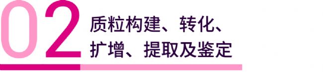 实验操作 | 质粒构建、转化、提取、鉴定、转染、测定(完整版)| MedChemExpress (MCE)