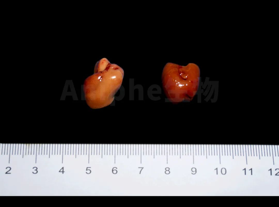 疾病模型| 5分钟读懂，酒精性肝损伤（ALD）模型构建！