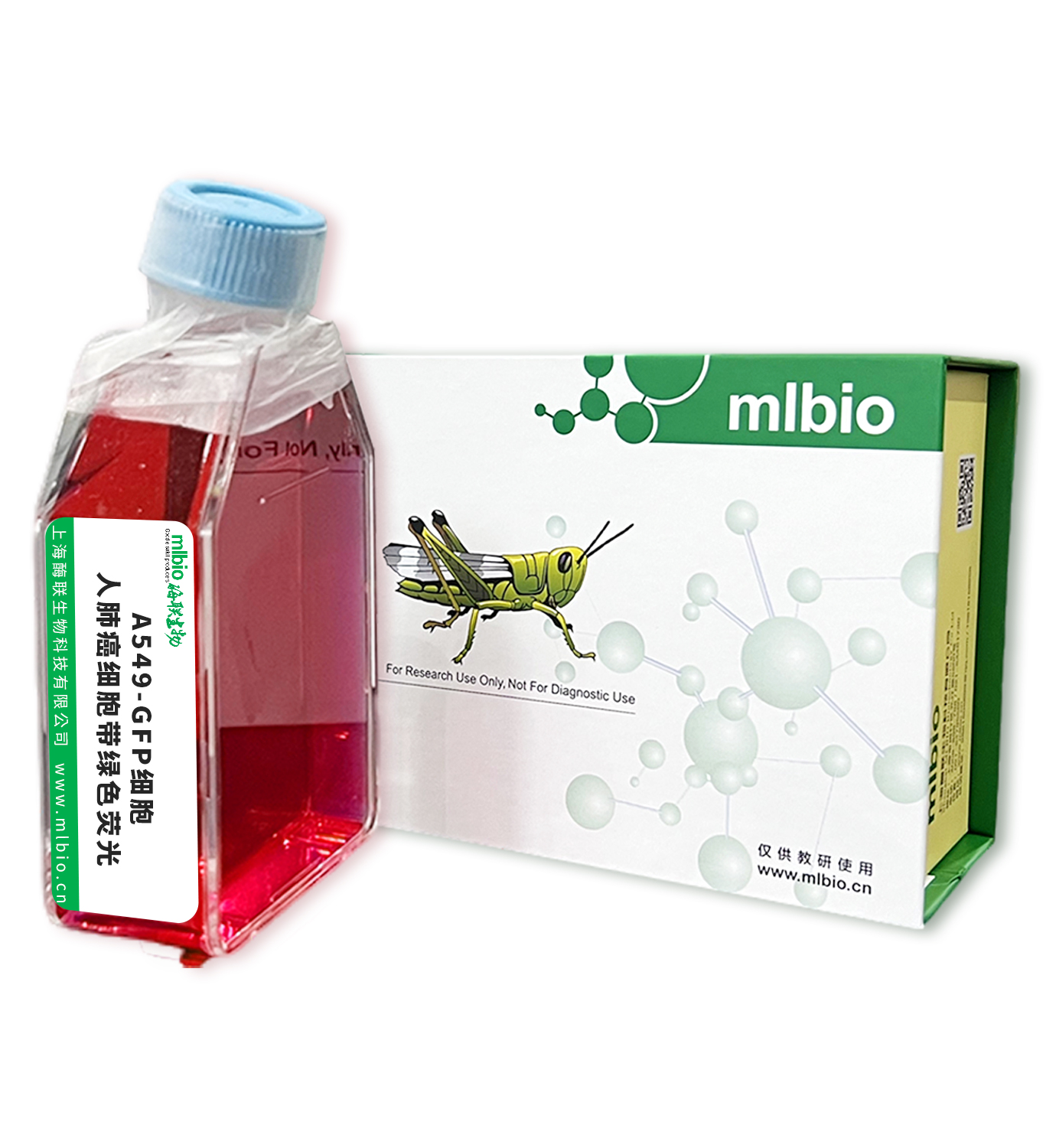 A549-GFP人肺癌细胞带绿色荧光