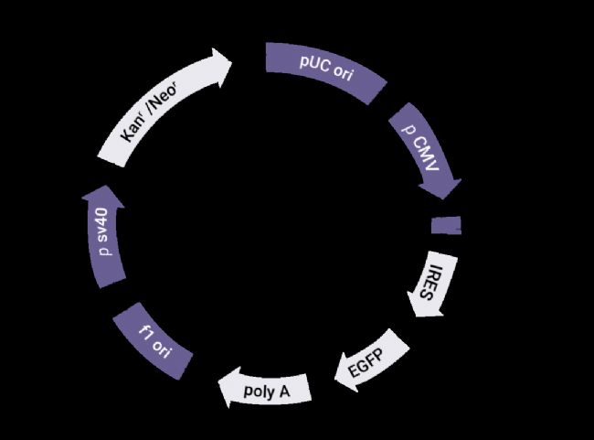 实验操作 | 质粒构建、转化、提取、鉴定、转染、测定(完整版)| MedChemExpress (MCE)