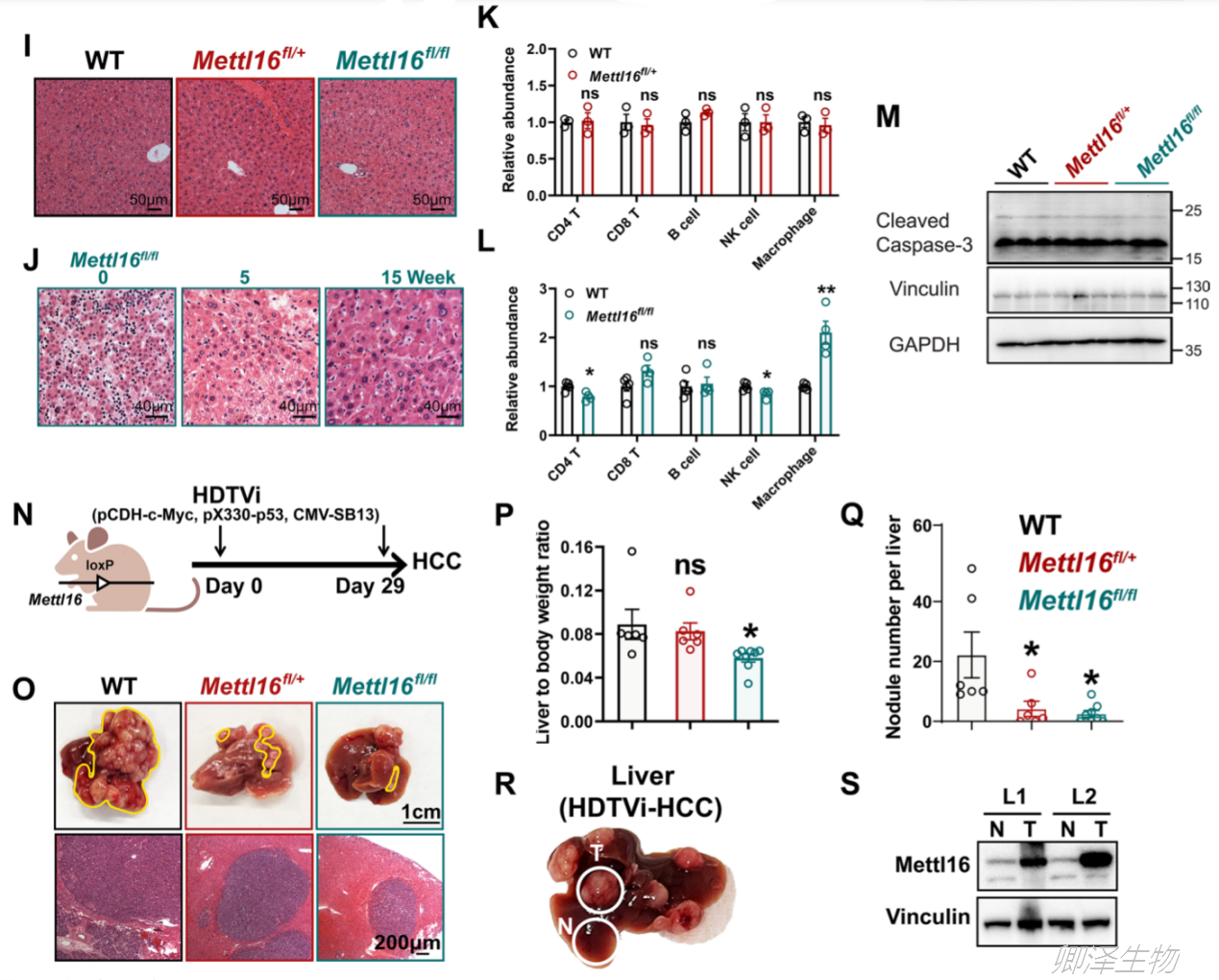 J Hematol Oncol. | Polysome profiling和Ribo-seq助力挖掘肝癌中的METTL16的功能及机制 ...