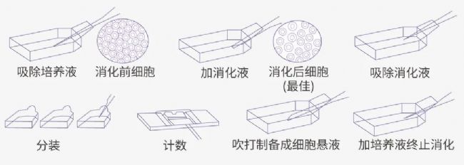 实验操作 | 质粒构建、转化、提取、鉴定、转染、测定(完整版)| MedChemExpress (MCE)
