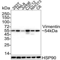 Prohibitin/PHB Rabbit pAb(WB,IHC,FCM,ELISA)