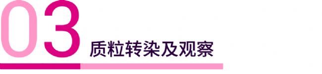 实验操作 | 质粒构建、转化、提取、鉴定、转染、测定(完整版)| MedChemExpress (MCE)